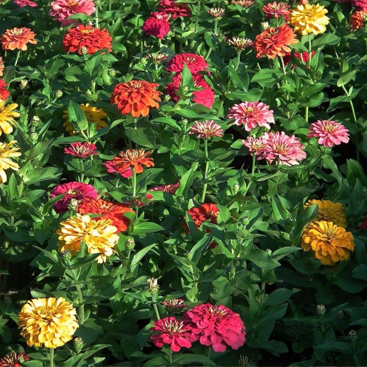 Zinnia élégant Mix - Graines