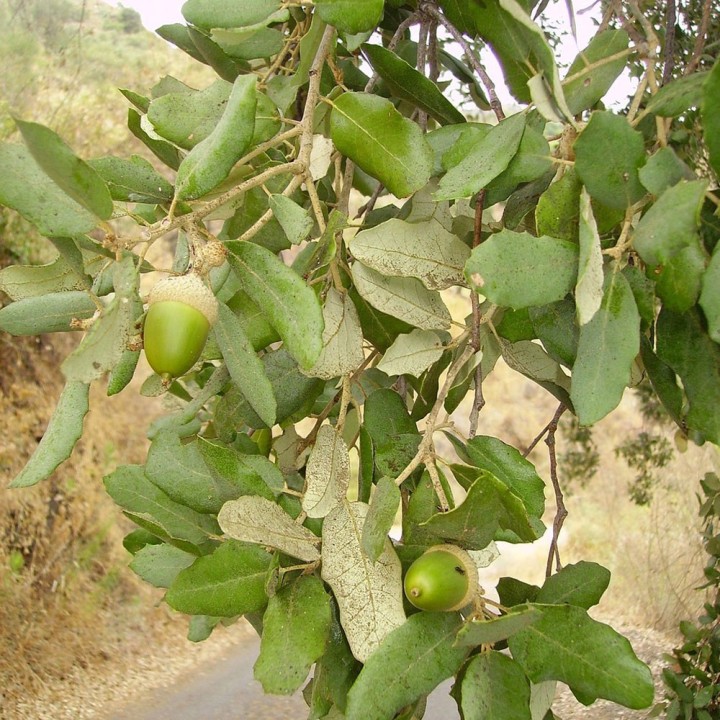 rama de alcornoque