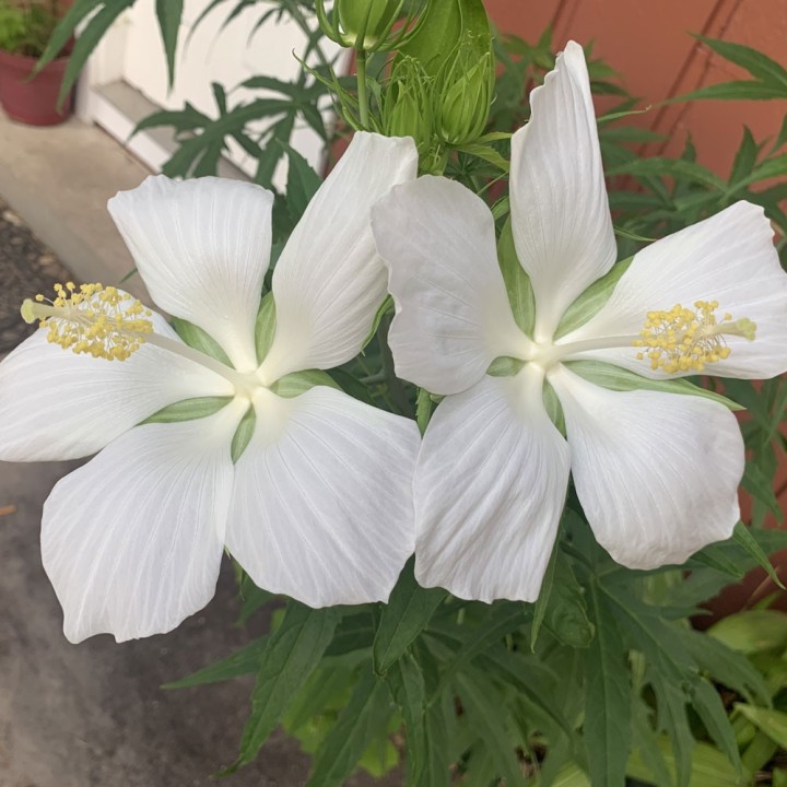 Graines d'hibiscus étoile du Texas blanc