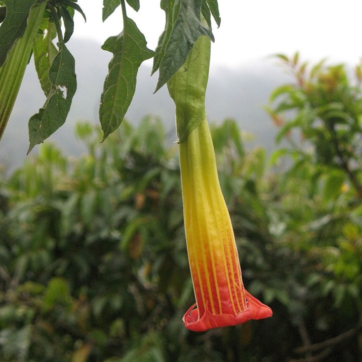 Brugmansia rouge - Graines