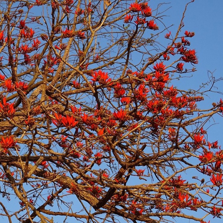 Arbre corail - Graines