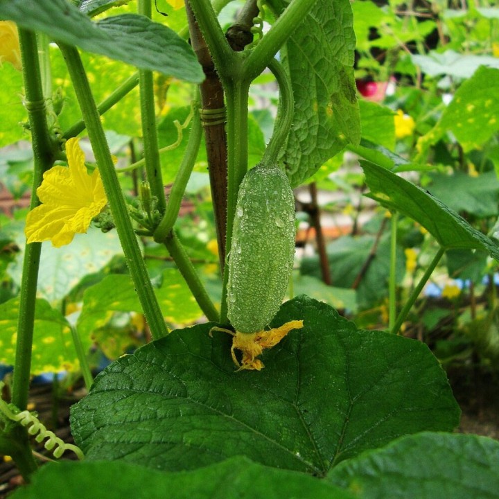 Cornichon de Paris - Graines