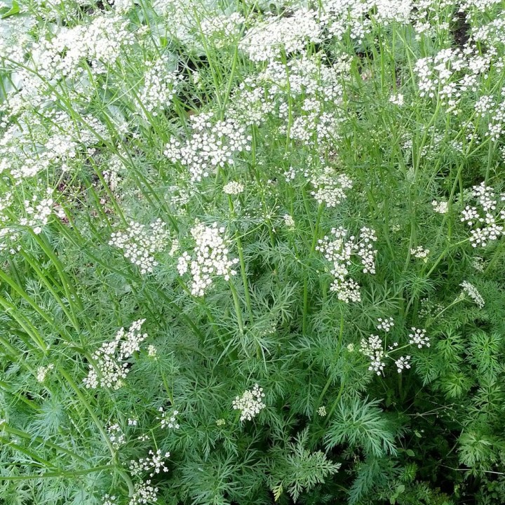 Cumin - Graines
