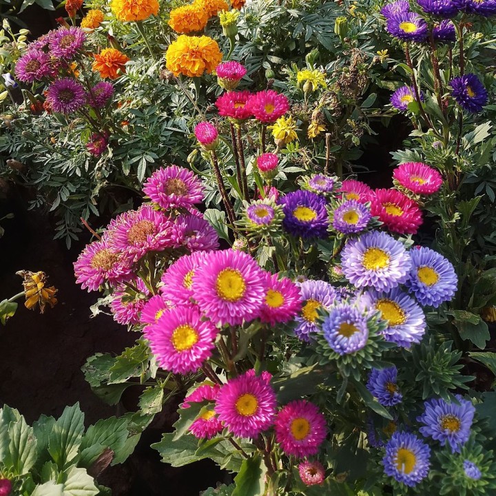 Aster de Chine Matsumoto Mix - Graines