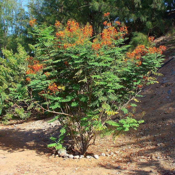 Petit flamboyant - Graines