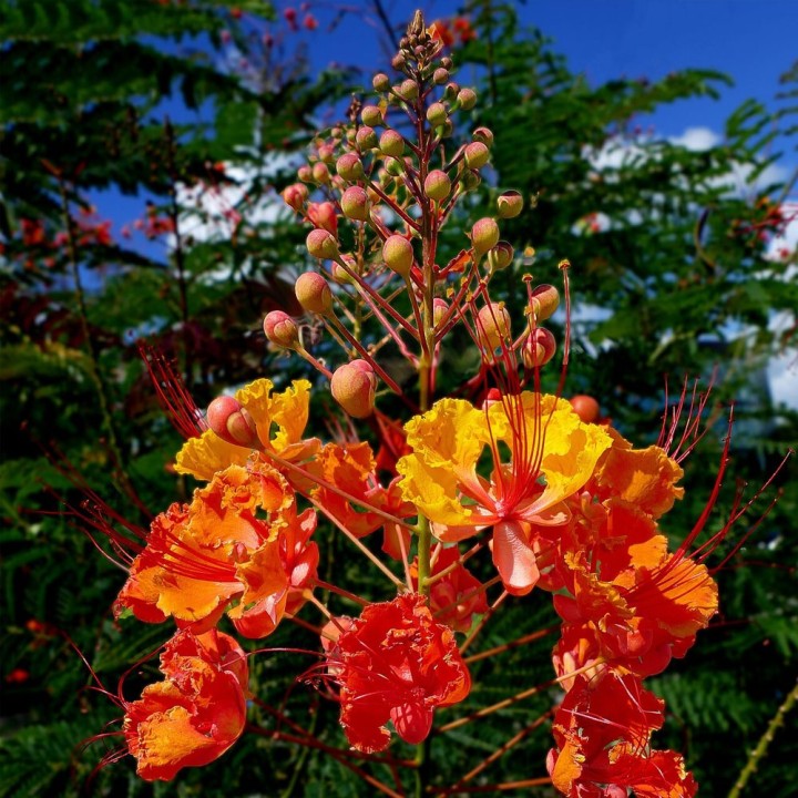 Petit flamboyant - Graines