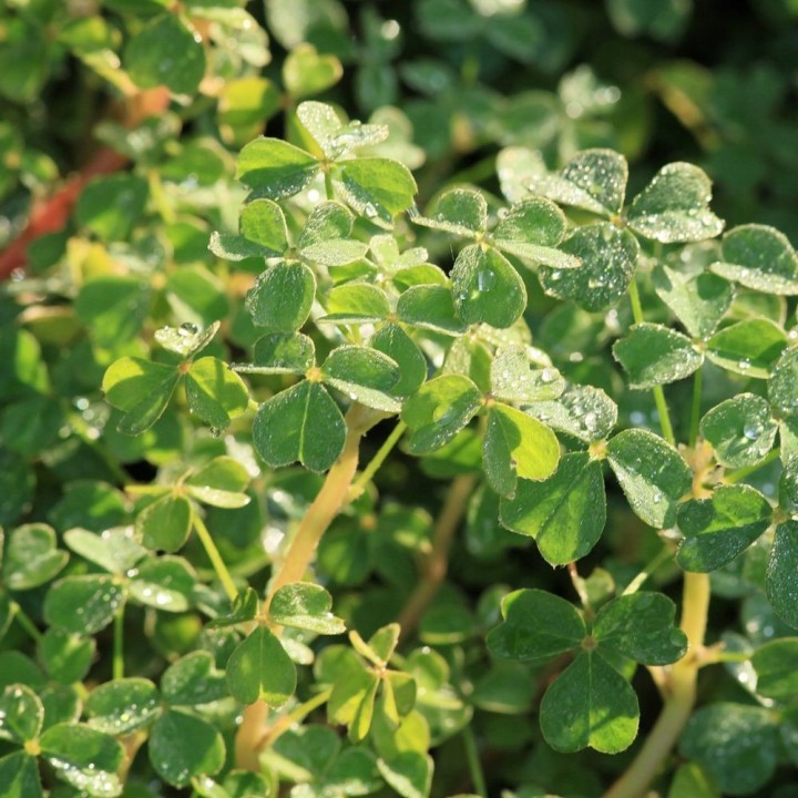 Oca ó Papa oca - 1 planta