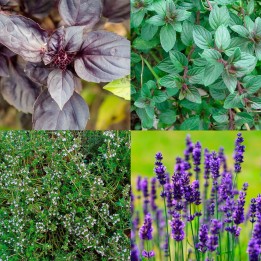 Pack Plantes aromatiques pour autosuffisance
