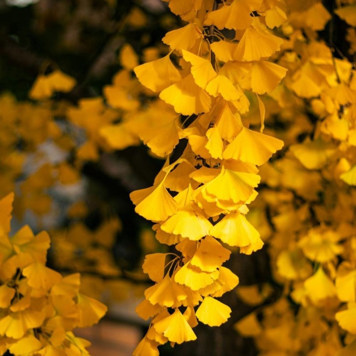 Ginkgo biloba - Plante