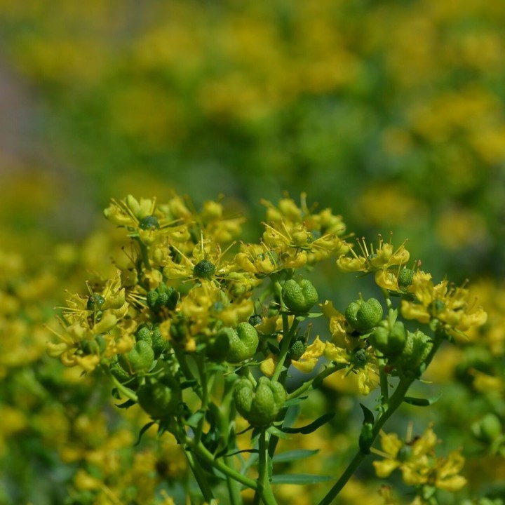 Rue officinale - Plante