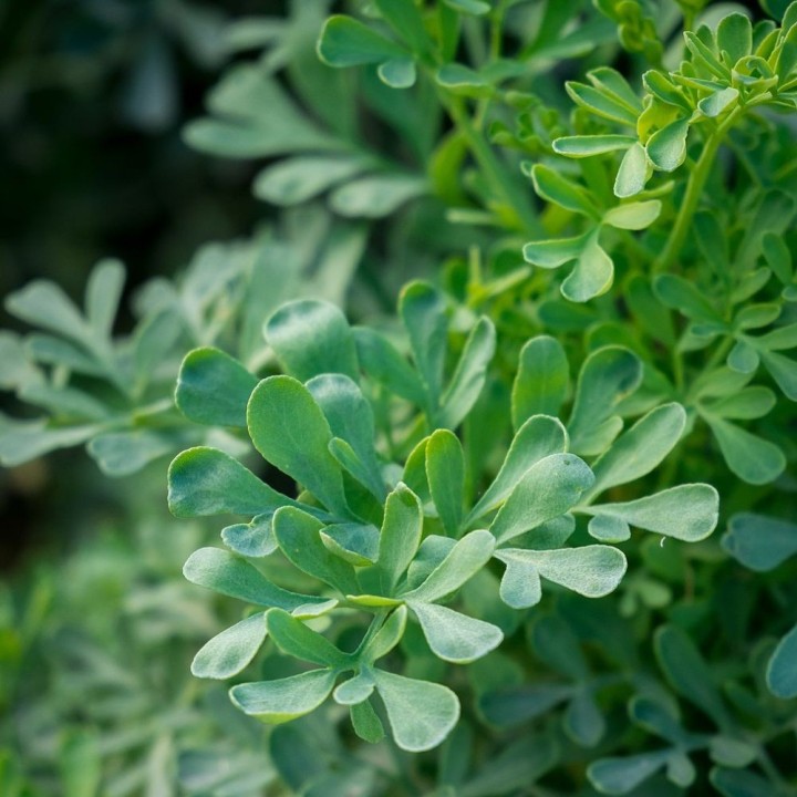 Rue officinale - Plante
