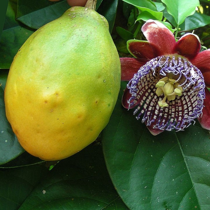 Passiflore ailée - Graines