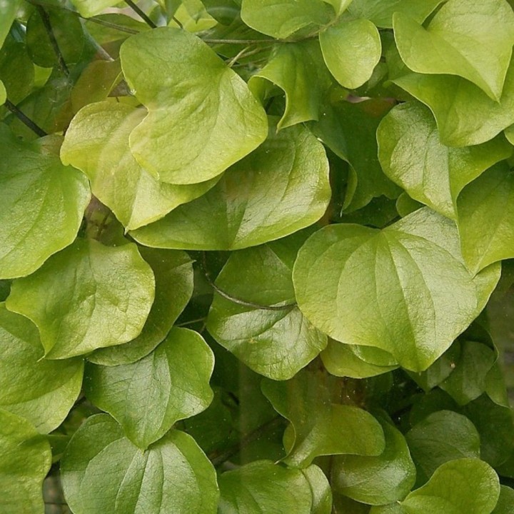 Dioscorea elephantipes - Graines