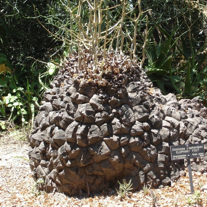 Dioscorea elephantipes - Graines
