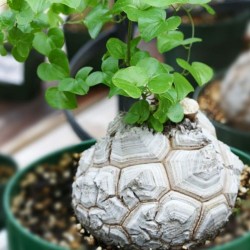 Dioscorea elephantipes - Graines