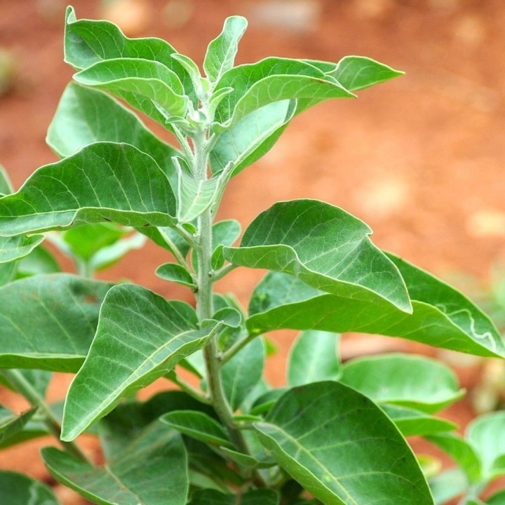 Ashwagandha - Graines