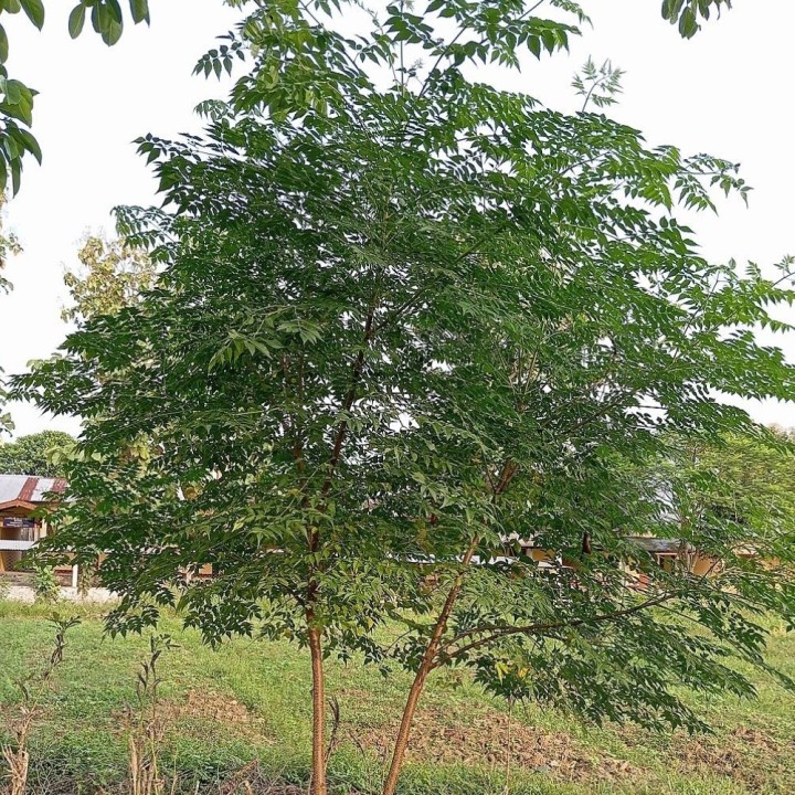 Margousier de Chine - Graines