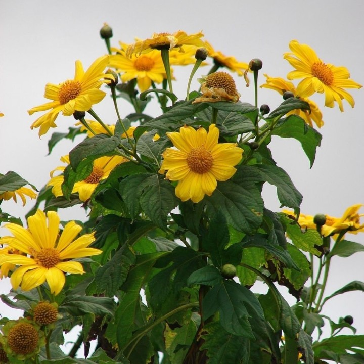 Tournesol mexicain arbustif - Graines