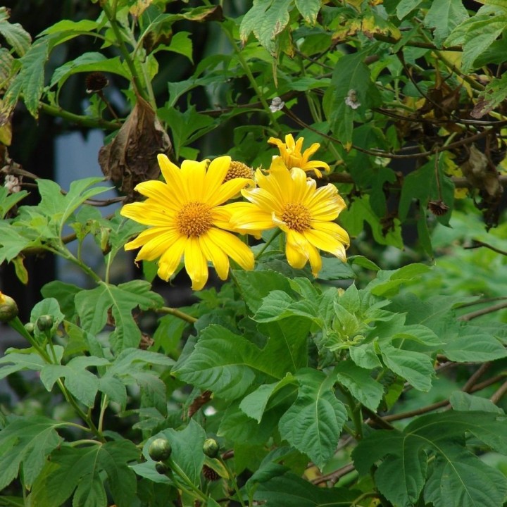 Tournesol mexicain arbustif - Graines