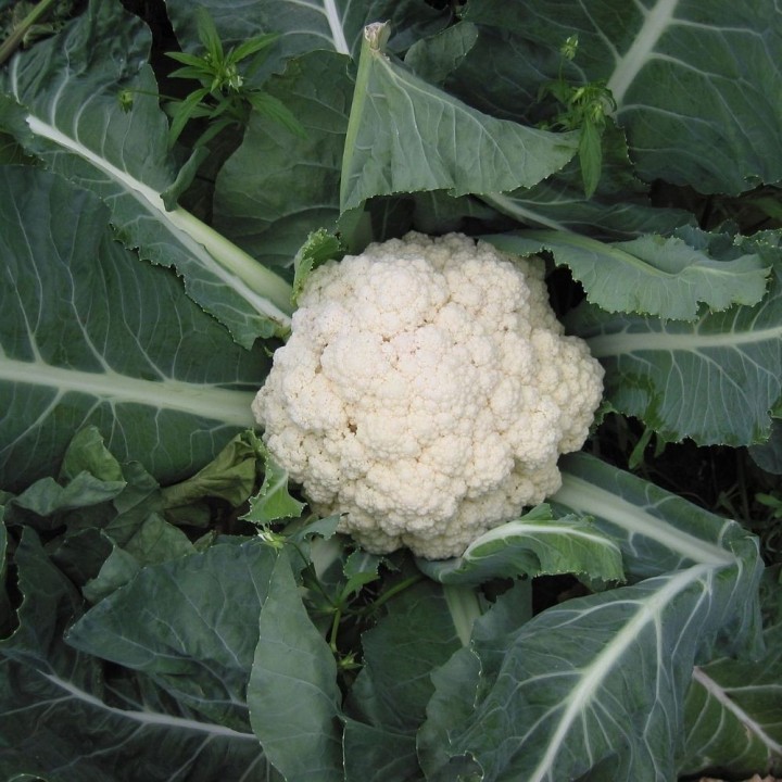 Chou-fleur Boule de Neige - Graines