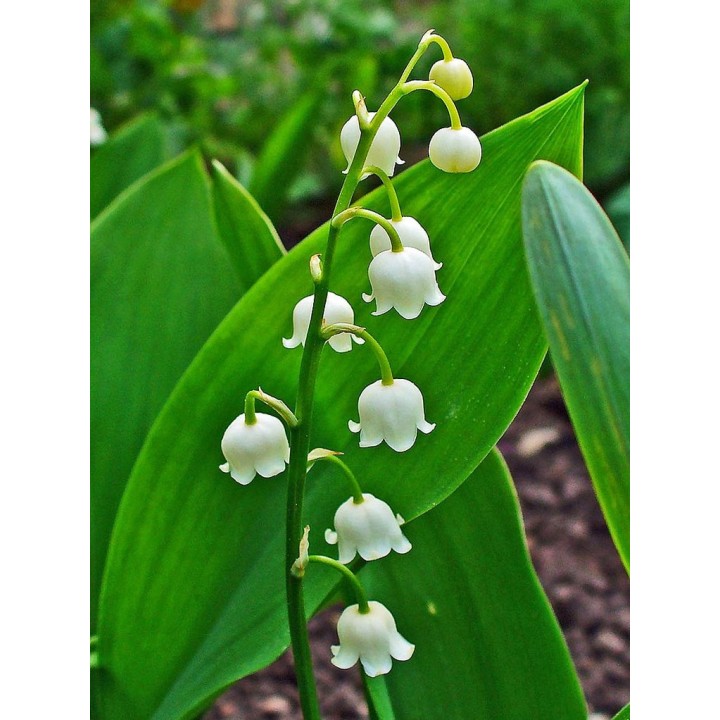Muguet - Graines