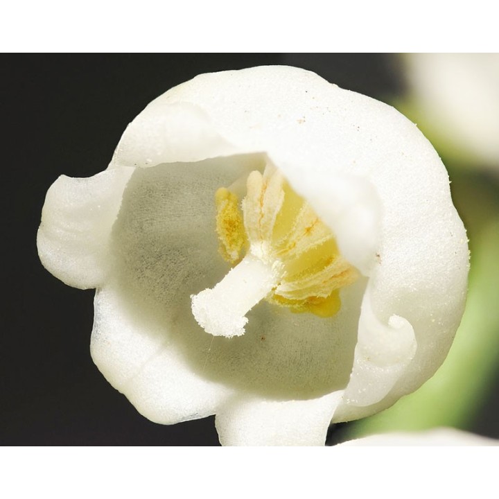 Muguet - Graines