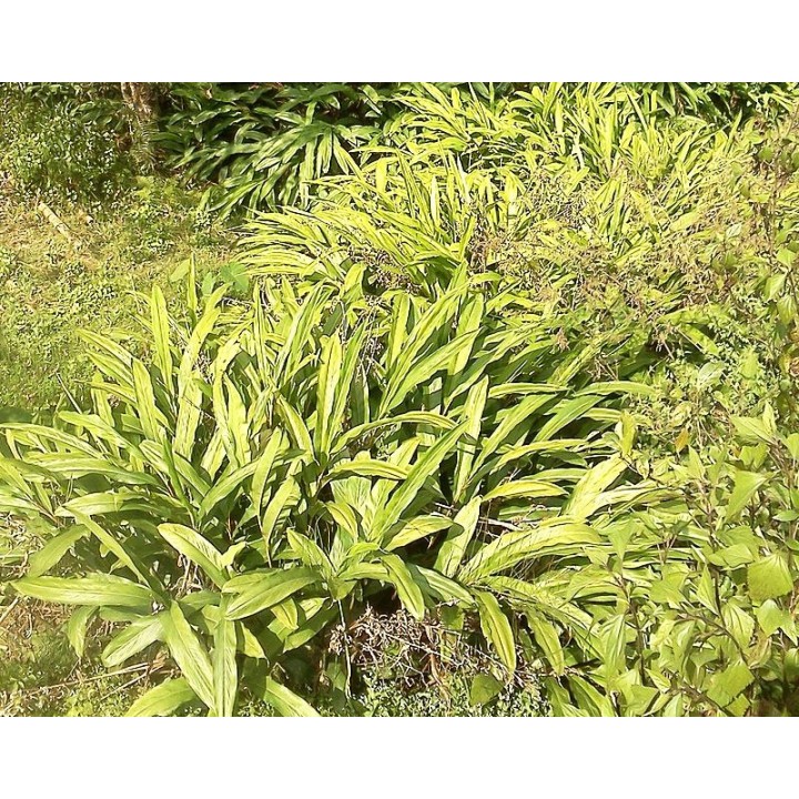 semillas de cardamomo negro amomum subulatum semillas raras y exoticas