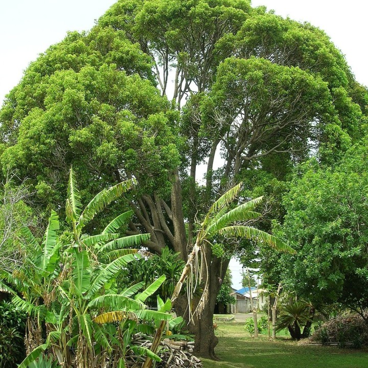 Camphrier - Plante
