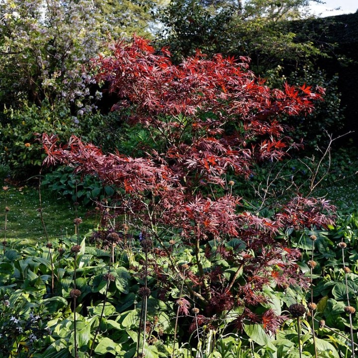 Érable japonais atropurpureum - Plante