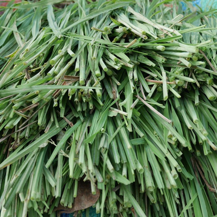 Citronnelle - Plante