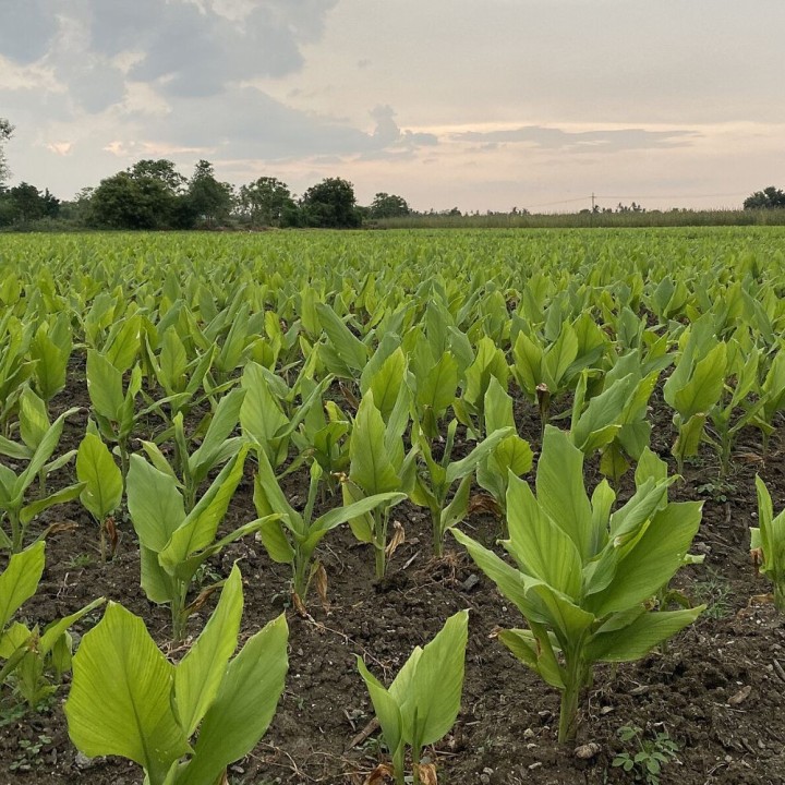 Curcuma - Plante