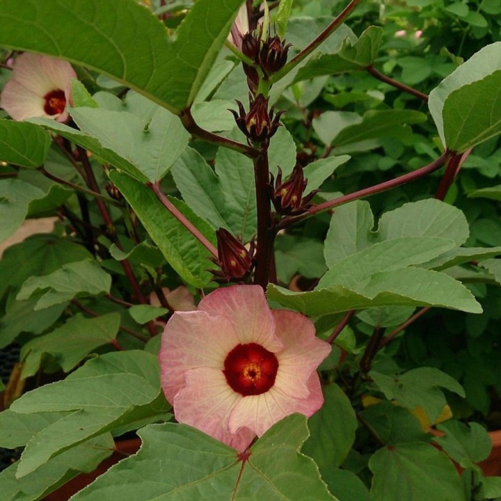 Hibiscus sabdariffa - Plante