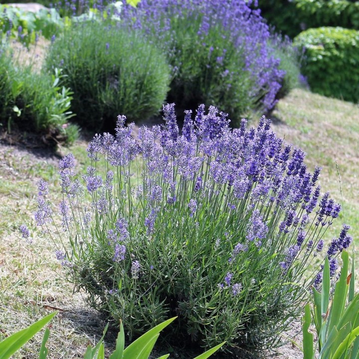 Lavande vraie - Plante