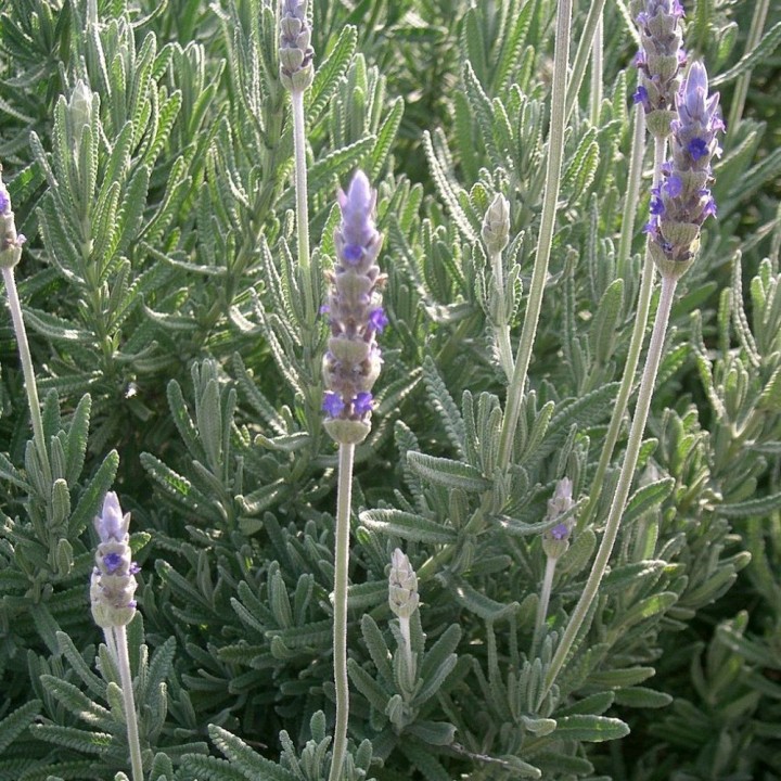 Lavande dentée - Plante