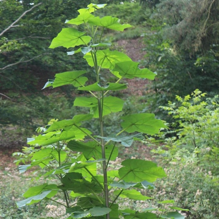 Paulownia tomentosa - Plante
