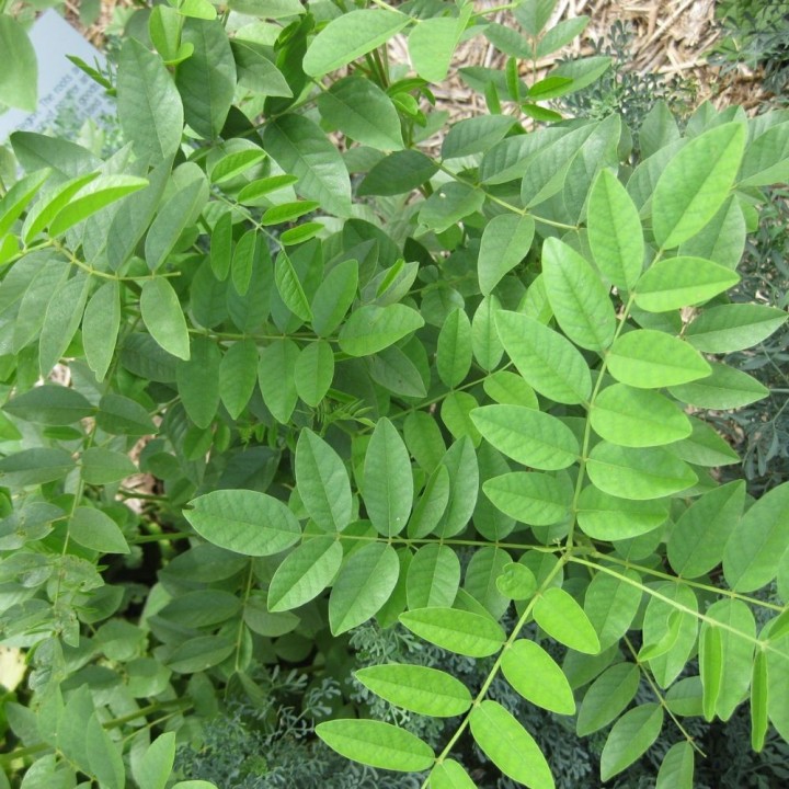 Réglisse - Plante