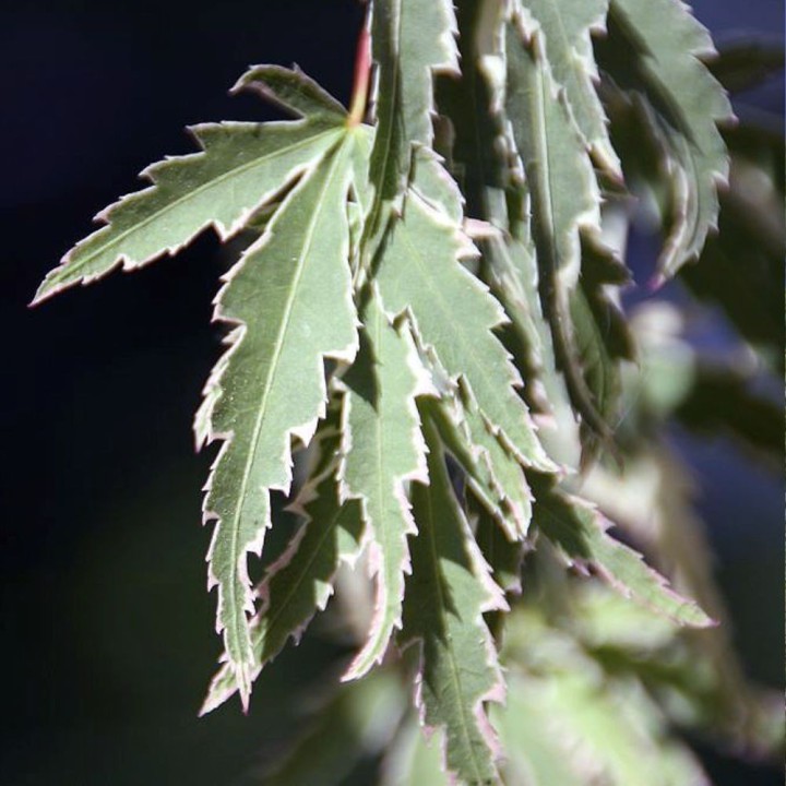 Érable du Japon Butterfly - Plante