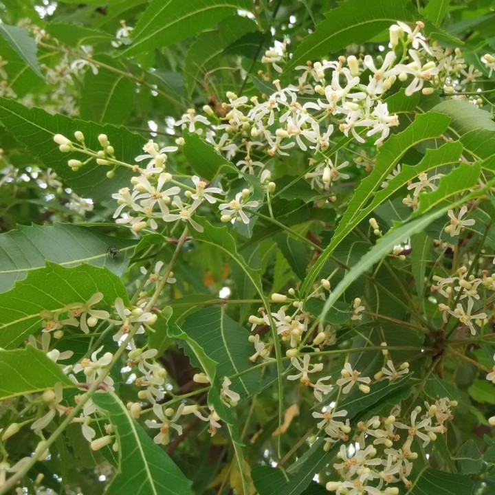 Margousier Neem - Graines