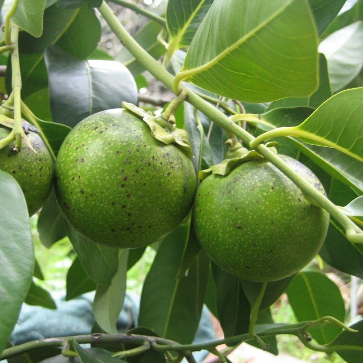 Graines de zapote noir