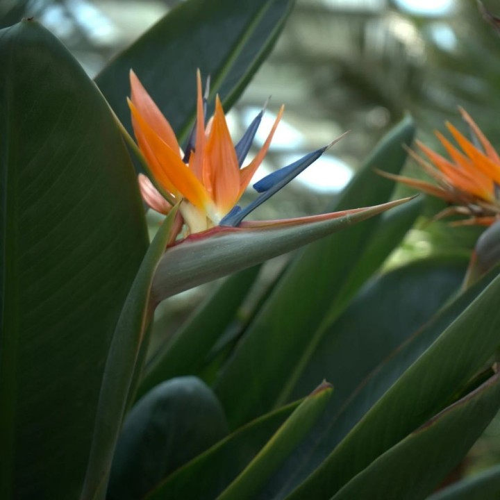 Oiseau de paradis - Graines