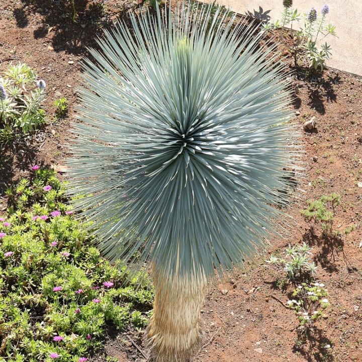 Yucca bleu - Graines