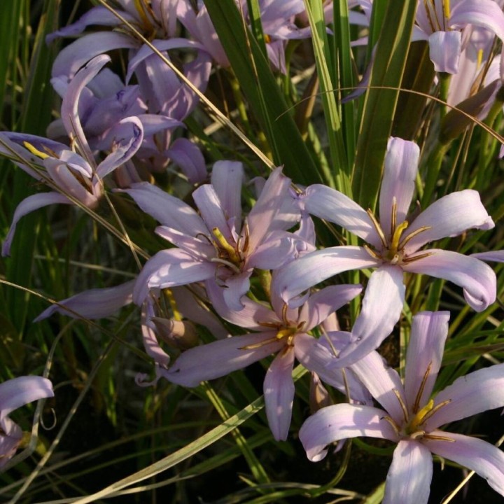 Xerophyta retinervis - Graines