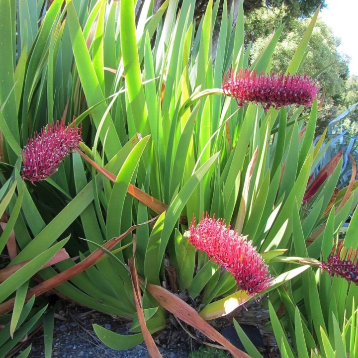 Xeronema callistemon - Graines