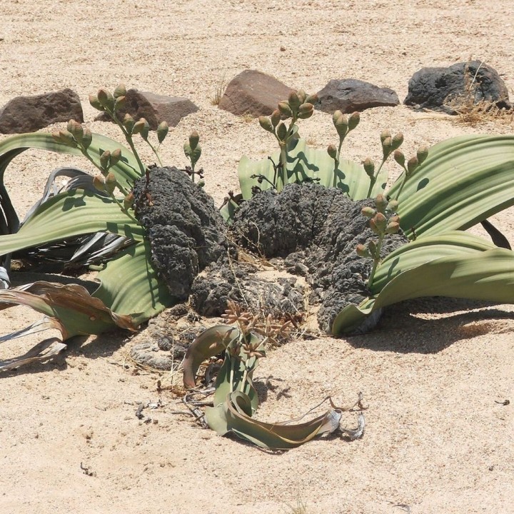 Welwitschia mirabilis - Graines