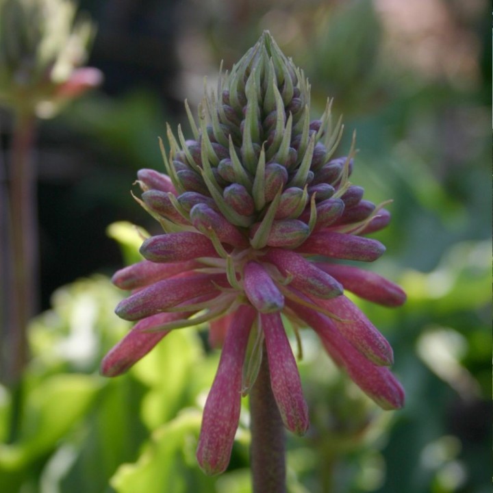 Veltheimia - Graines