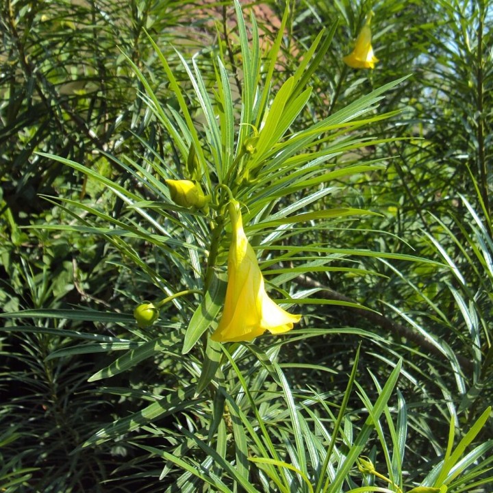 Laurier jaune - Graines