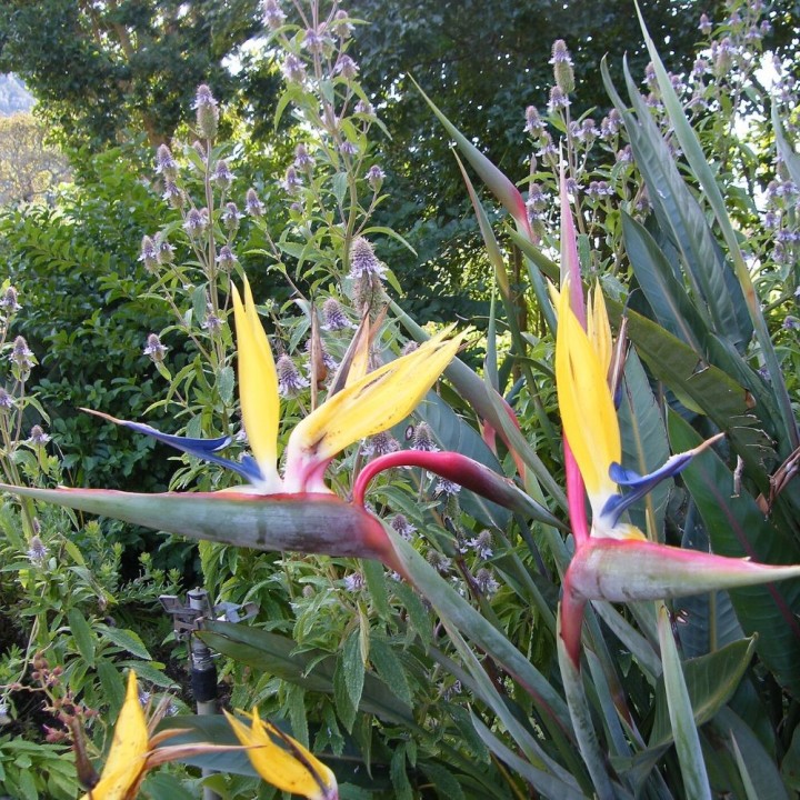Oiseau de paradis Mandelas Gold - Graines
