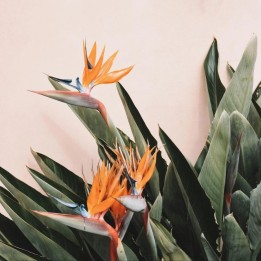 Oiseau de paradis - Graines