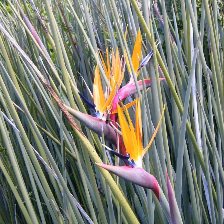 Oiseau de paradis junciforme - Graines