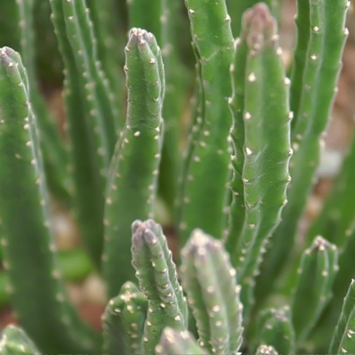 Stapelia hirsuta - Graines